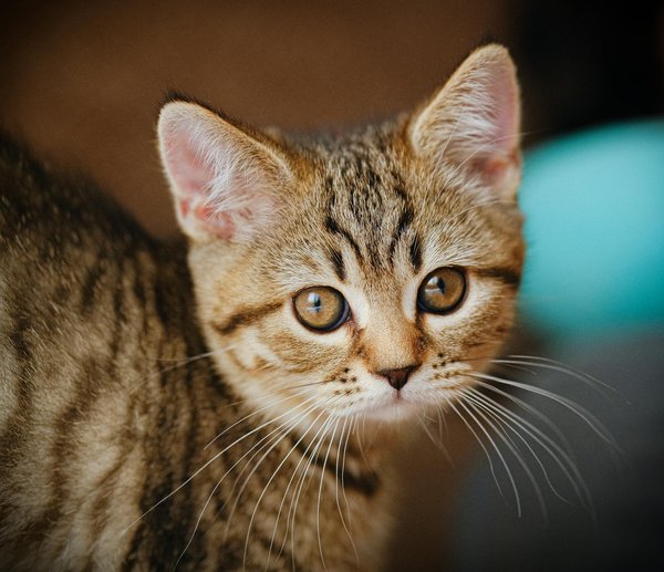 Comprendre les problèmes de santé courants chez les chats blancs