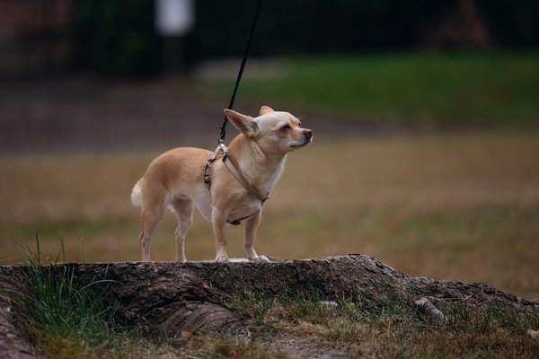Dératisation à marseille : des solutions sur mesure pour vous