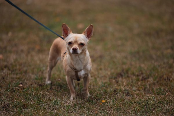 Améliorez la digestion de votre chien avec la bonne nourriture
