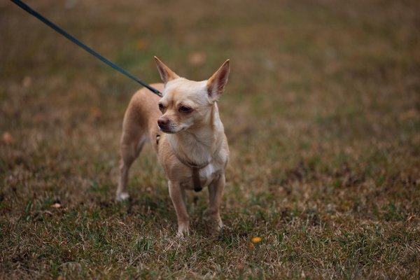 Comment prendre soin de votre chien en été