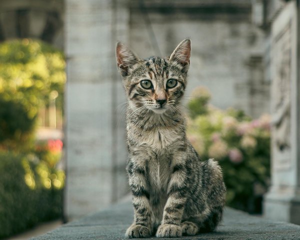 Législation à savoir quand on a un chat en appartement