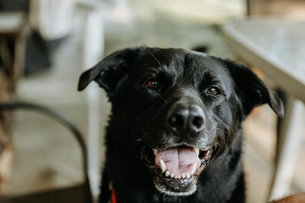 Comment prendre soin d'un capybara, le plus gros rongeur du monde